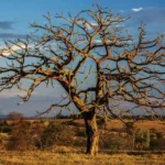 O Cerrado de Mato Grosso está em chamas