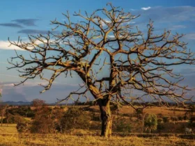 O Cerrado de Mato Grosso está em chamas