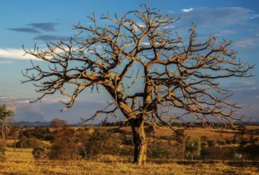 O Cerrado de Mato Grosso está em chamas