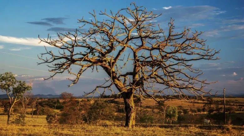 O Cerrado de Mato Grosso está em chamas