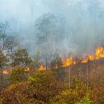 Bombeiros de Mato Grosso extinguem dois incêndios e combatem outros 47 incêndios nesta quarta-feira (25)