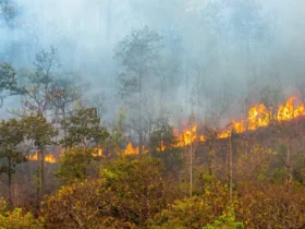 O incêndio florestal está queimando principalmente como um fogo de superfície, espalhando-se - Fotos do Canva1