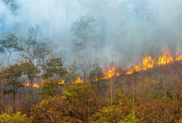 O incêndio florestal está queimando principalmente como um fogo de superfície, espalhando-se - Fotos do Canva1