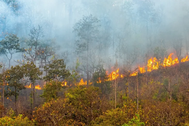 Bombeiros de Mato Grosso extinguem dois incêndios e combatem outros 47 incêndios nesta quarta-feira (25)