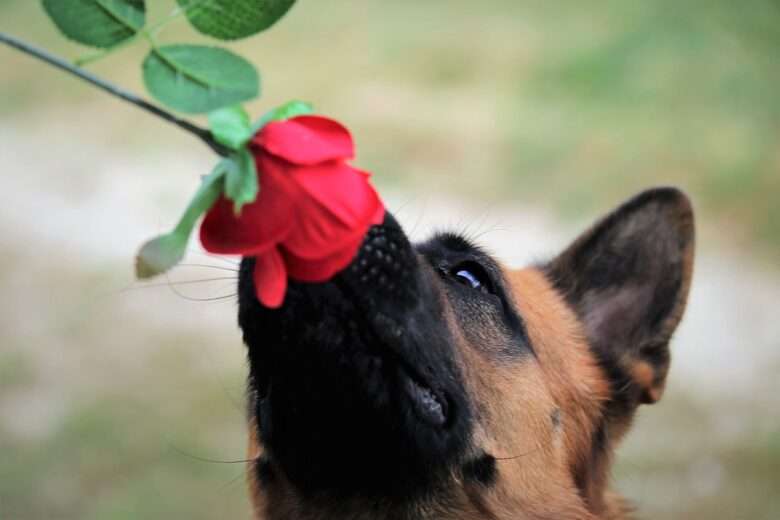 Plantas perigosas para os pets