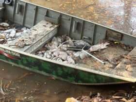 Poluição mata peixes em lago no Norte de Mato Grosso