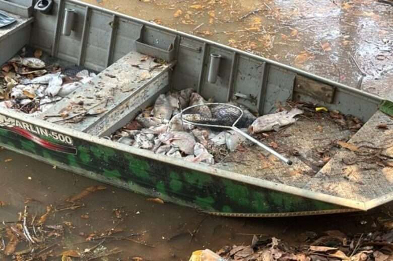 Poluição mata peixes em lago no Norte de Mato Grosso