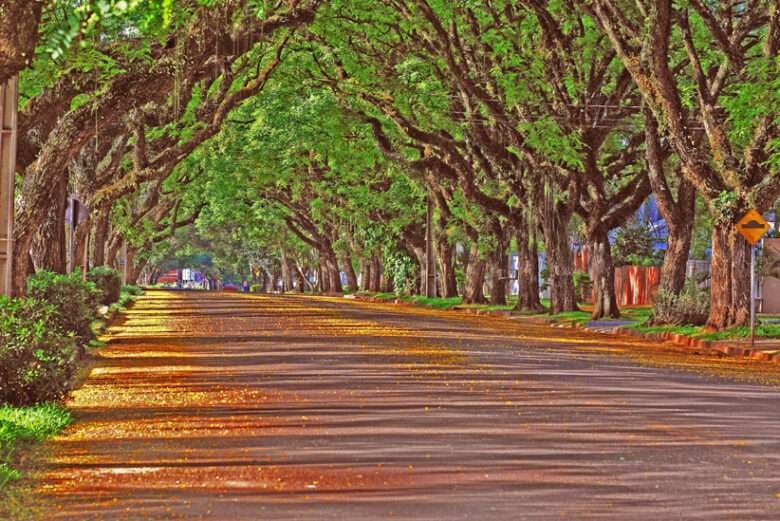 Projeto de Lei sobre arborização urbana avança em Mato Grosso