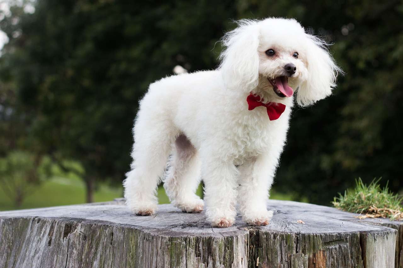 Saiba qual é o melhor cão para um tutor idoso