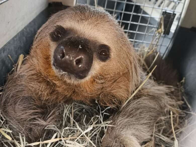 Sema solta cinco animais silvestres após recuperação; vídeo