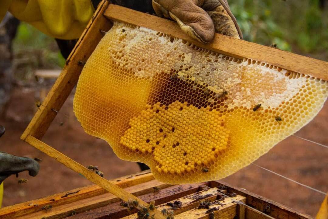 Associação de Apicultores celebra um ano em Lucas do Rio Verde e projeta expansão da produção de mel