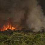 Brasília (DF), 16/09/2024 - Grandes focos de incêndio atingem áreas do Parque Nacional de Brasília. Foto: Marcelo Camargo/Agência Brasil