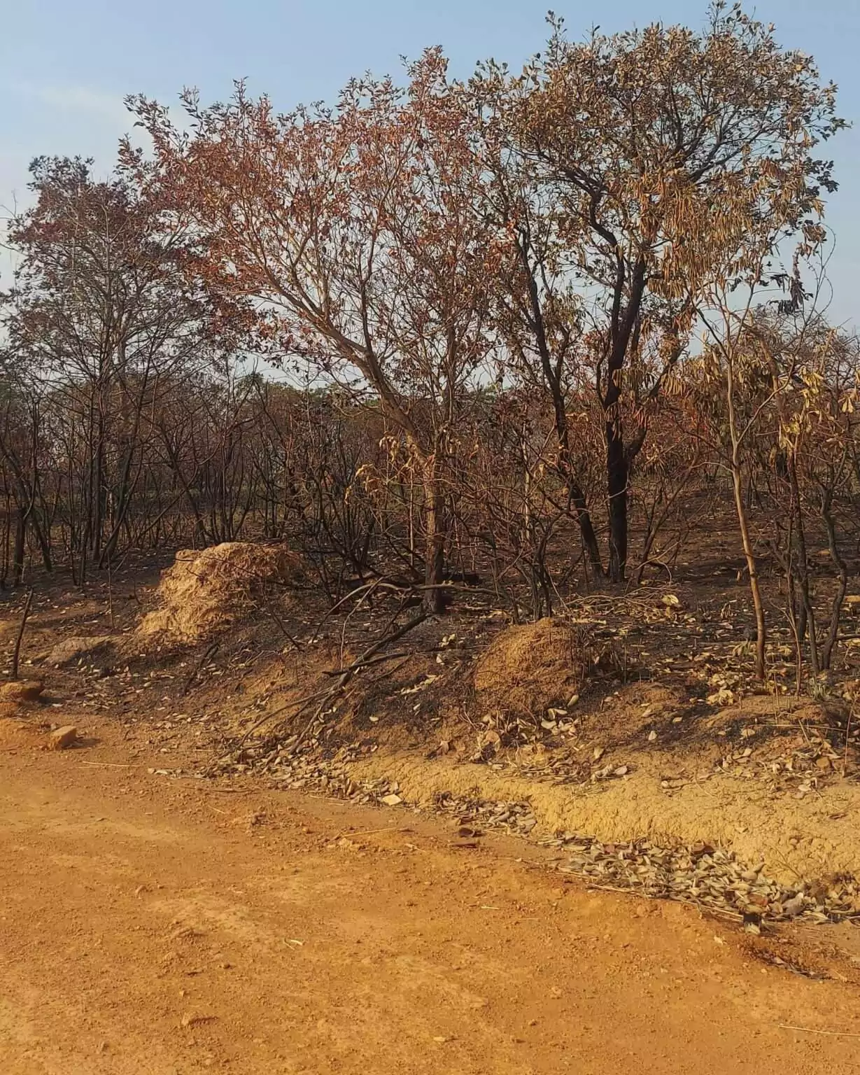 Mato Grosso se transformou em uma grande e destruitiva fogueira ativa.