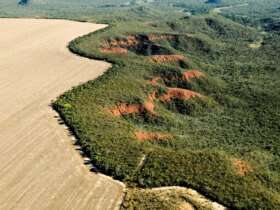 Brasília (DF) 29/02/2024 - Cerrado: cresce o desmatamento, aumenta o risco de colapso hídrico Foto: Adriano Gambarini/WWF Brasil/Divulgação