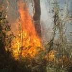 Incêndio no Parque Nacional da Serra dos Órgãos (Divulgação/Parnaso) Por: Divulgação/Parnaso/Todos Direitos Reservados