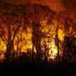 Porto Jofre (MT) 16/11/2023 – Árvores sendo consumidas pelo incêndio florestal que atige o Pantanal Foto: Joédson Alves/Agência Brasil