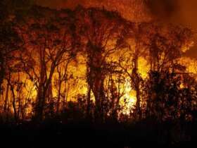 Porto Jofre (MT) 16/11/2023 – Árvores sendo consumidas pelo incêndio florestal que atige o Pantanal Foto: Joédson Alves/Agência Brasil