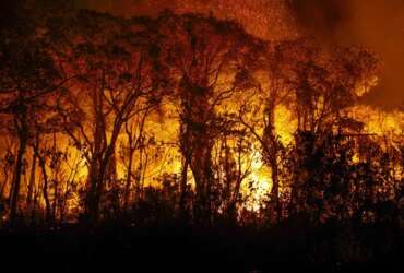 Porto Jofre (MT) 16/11/2023 – Árvores sendo consumidas pelo incêndio florestal que atige o Pantanal Foto: Joédson Alves/Agência Brasil