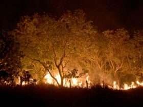 20-02-2024 Queimadas e incêndios em Amajari – Roraima - Foto Jader Souza/AL Roraima