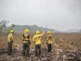 Brasília (DF) 12/09/2024 - Brigadistas do Prevfogo/Ibama e ICMBio combatem incêndios florestais na Terra Indígena Tenharim/Marmelos, no Amazonas Foto: Mayangdi Inzaulgarat/Ibama