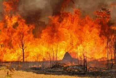Brasília, DF 15-09-2024 Um Incendio atingiu o Parque Nacional de Brasília. Bombeiros e populares tentavam conter as chamas Foto: Fabio Rodrigues-Pozzebom