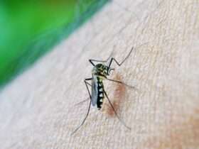 Mosquito da Dengue, Aedes Aegypti, picada. Foto: nuzeee/Pixabay