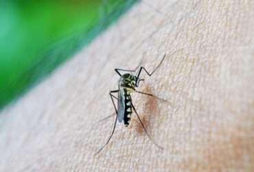 Mosquito da Dengue, Aedes Aegypti, picada. Foto: nuzeee/Pixabay