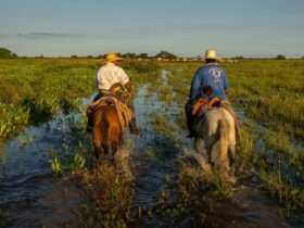 fazenda pantaneira Lucas Ninno