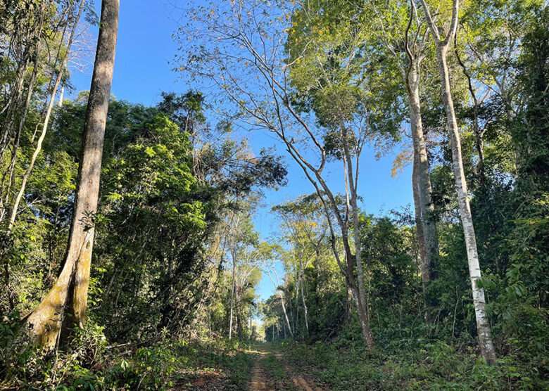 floresta manejada marcos vinicio d oliveira