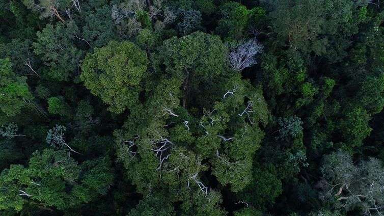 Floresta amazônica vista de cima.