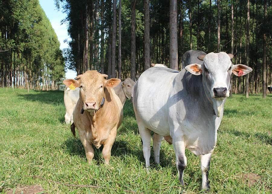 Chuvas e alta nos preços: novembro aquece mercado de bovinos para reposição