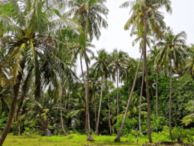 Governo Federal institui a Política de Incentivo à cocoicultura de qualidade