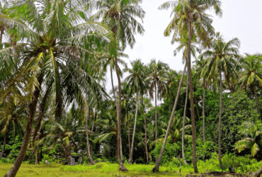 Governo Federal institui a Política de Incentivo à cocoicultura de qualidade