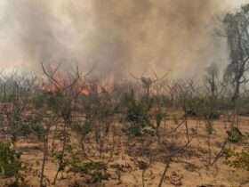 Povos indígenas de Mato Grosso sofrem com os incêndios florestais.