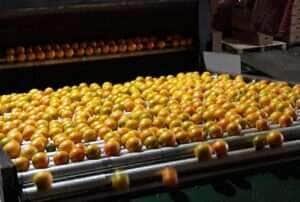 Exportação de suco de laranja em ritmo lento deixa indústria cautelosa na compra de fruta