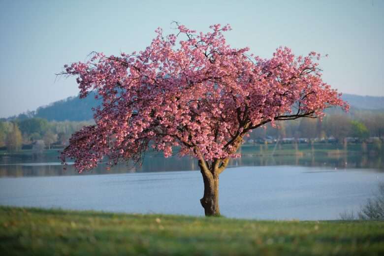 Como vai ser a Primavera em Mato Grosso?