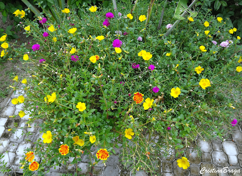 onze horas portulaca grandiflora