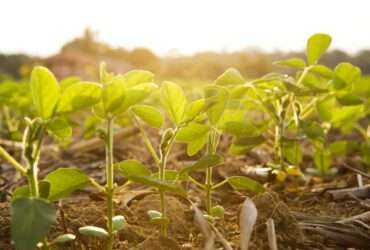 Blairo Maggi aposta em supersafra em Mato Grosso, mas alerta para incertezas climáticas