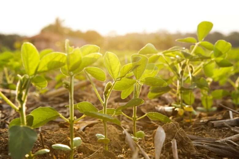 soja recem plantada