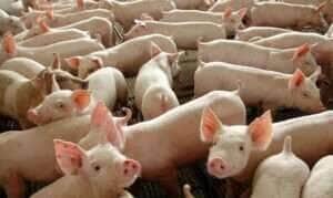 Poder de compra do suinocultor paulista recua em outubro, aponta Cepea