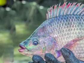 tilapia