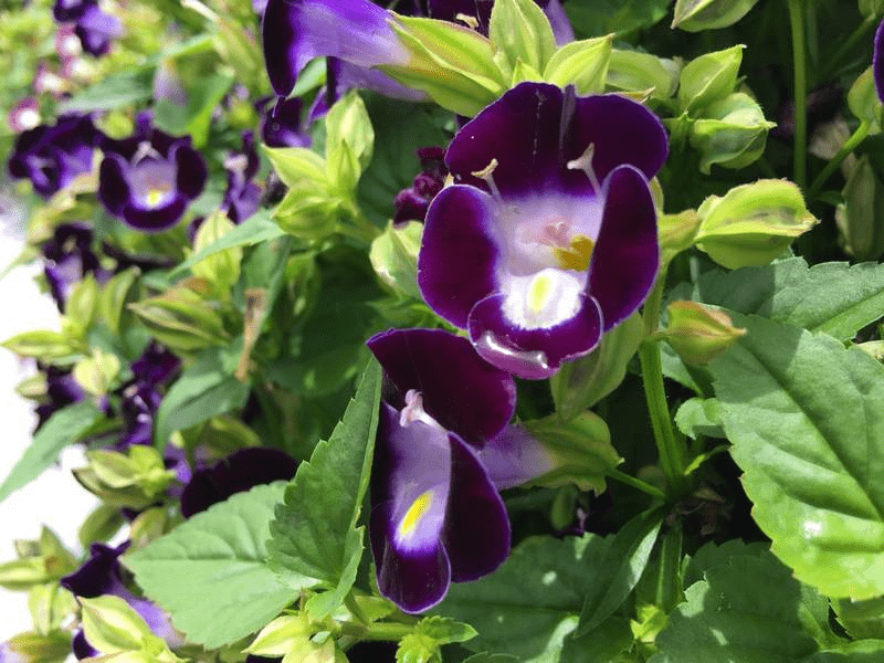 torenia torenia fournieri a