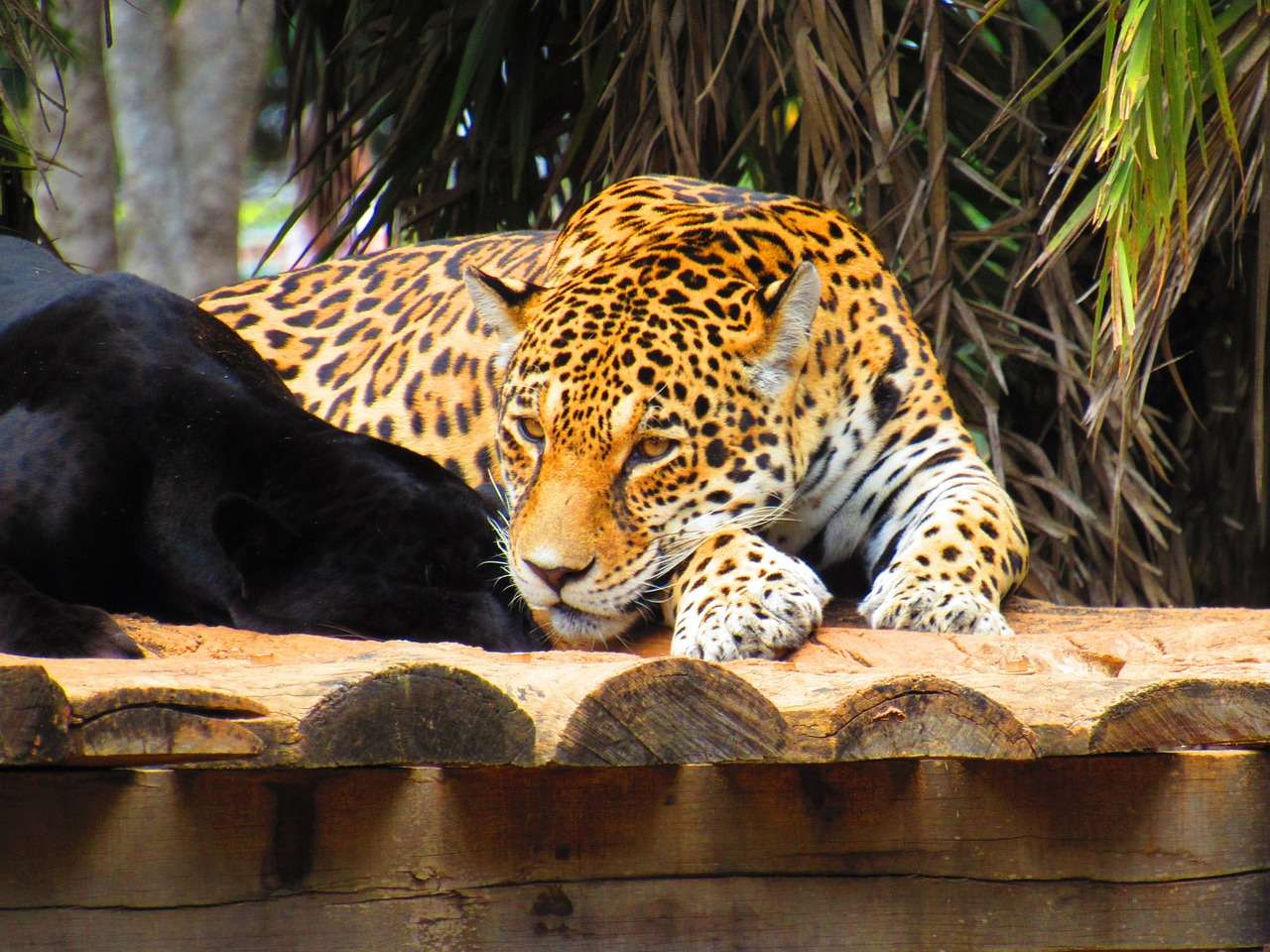 A verdade é que sabemos muito pouco sobre a onça-preta e mais estudos são necessários para entender melhor esse felino extraordinário.