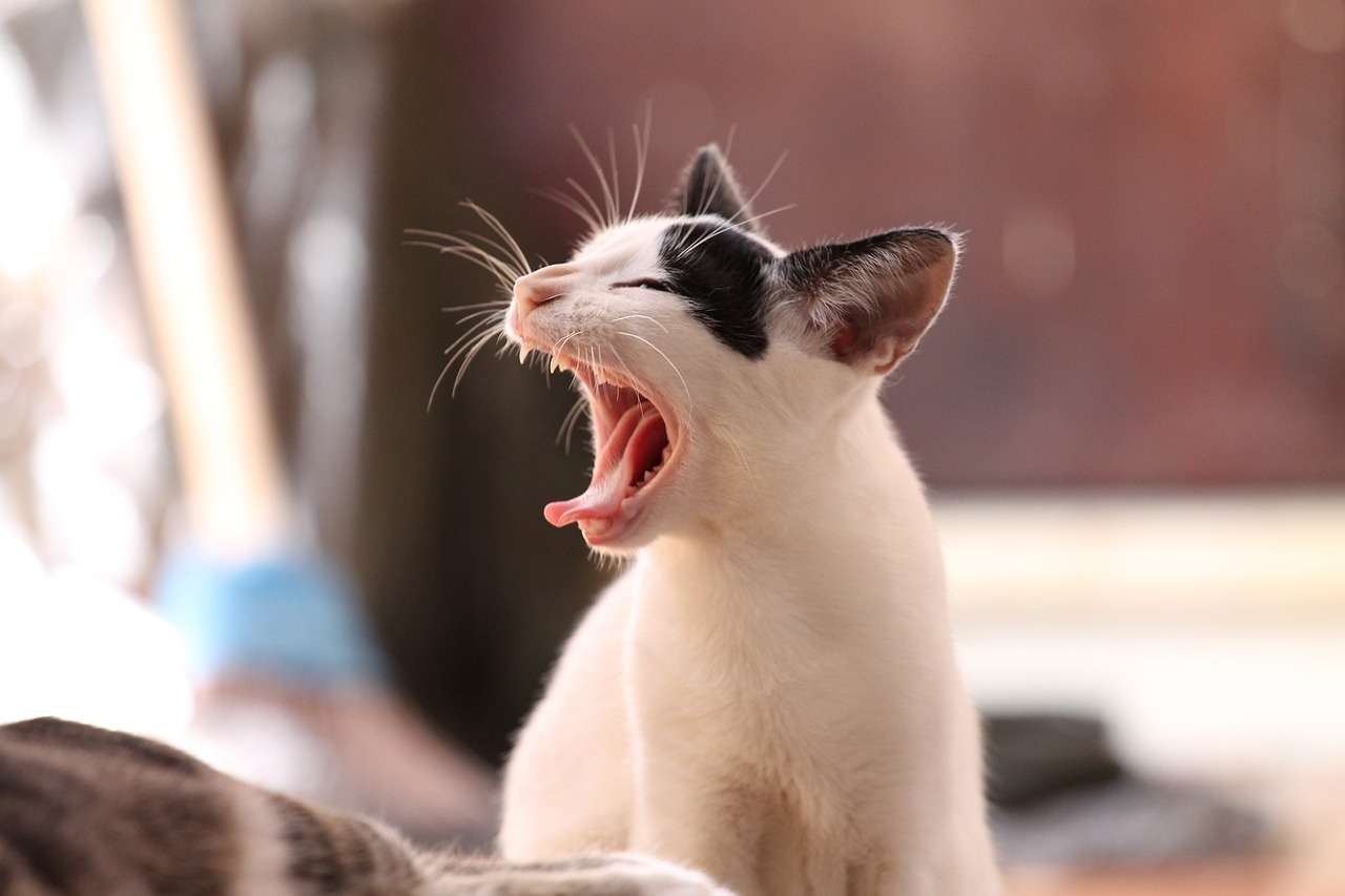 Os gatos são independentes, curiosos, brincalhões e teimosos, mas também podem ser afetivos e amigáveis