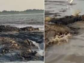 Pescador se aventura em rio e registra imagens incríveis de jacarés