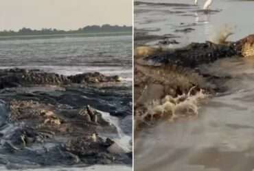 Pescador se aventura em rio e registra imagens incríveis de jacarés