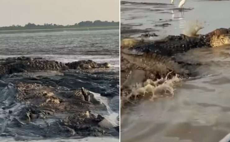 Pescador se aventura em rio e registra imagens incríveis de jacarés