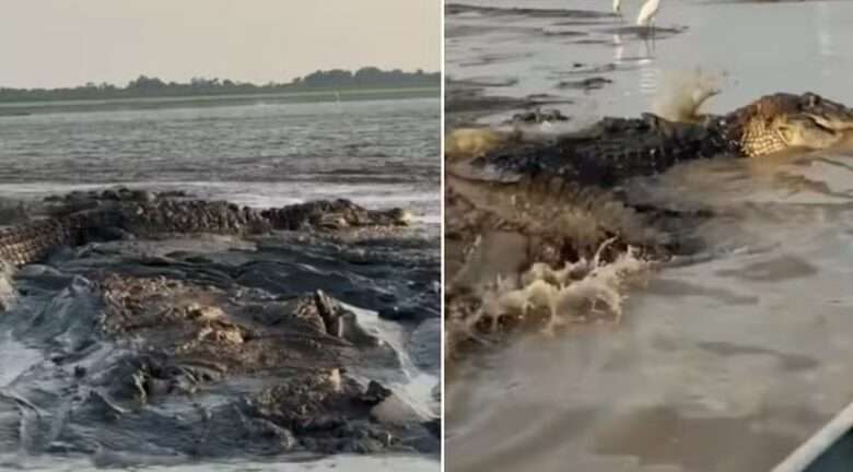 Pescador se aventura em rio e registra imagens incríveis de jacarés