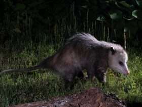 A importância dos gambás para a natureza pode te surpreender!