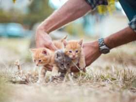 Mato Grosso avança na proteção de animais com nova lei que valoriza cuidadores